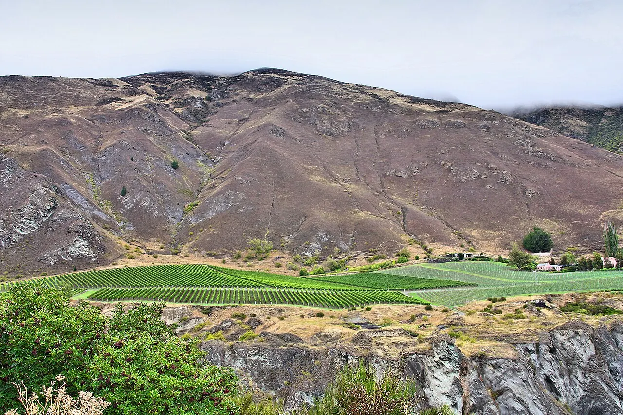A vineyard in the Gibbston Valley